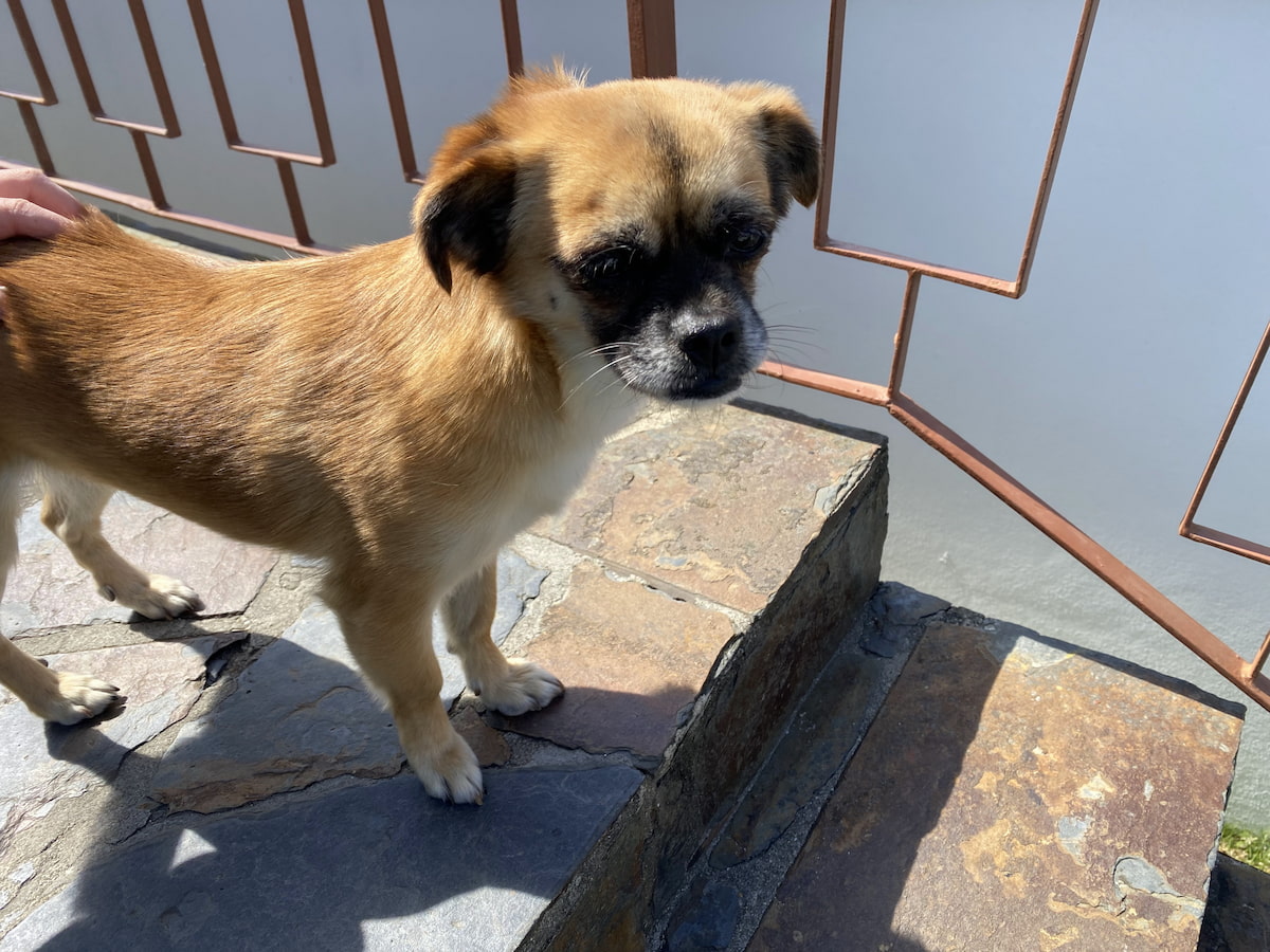 カミーノ　ポルトガルの道2日目