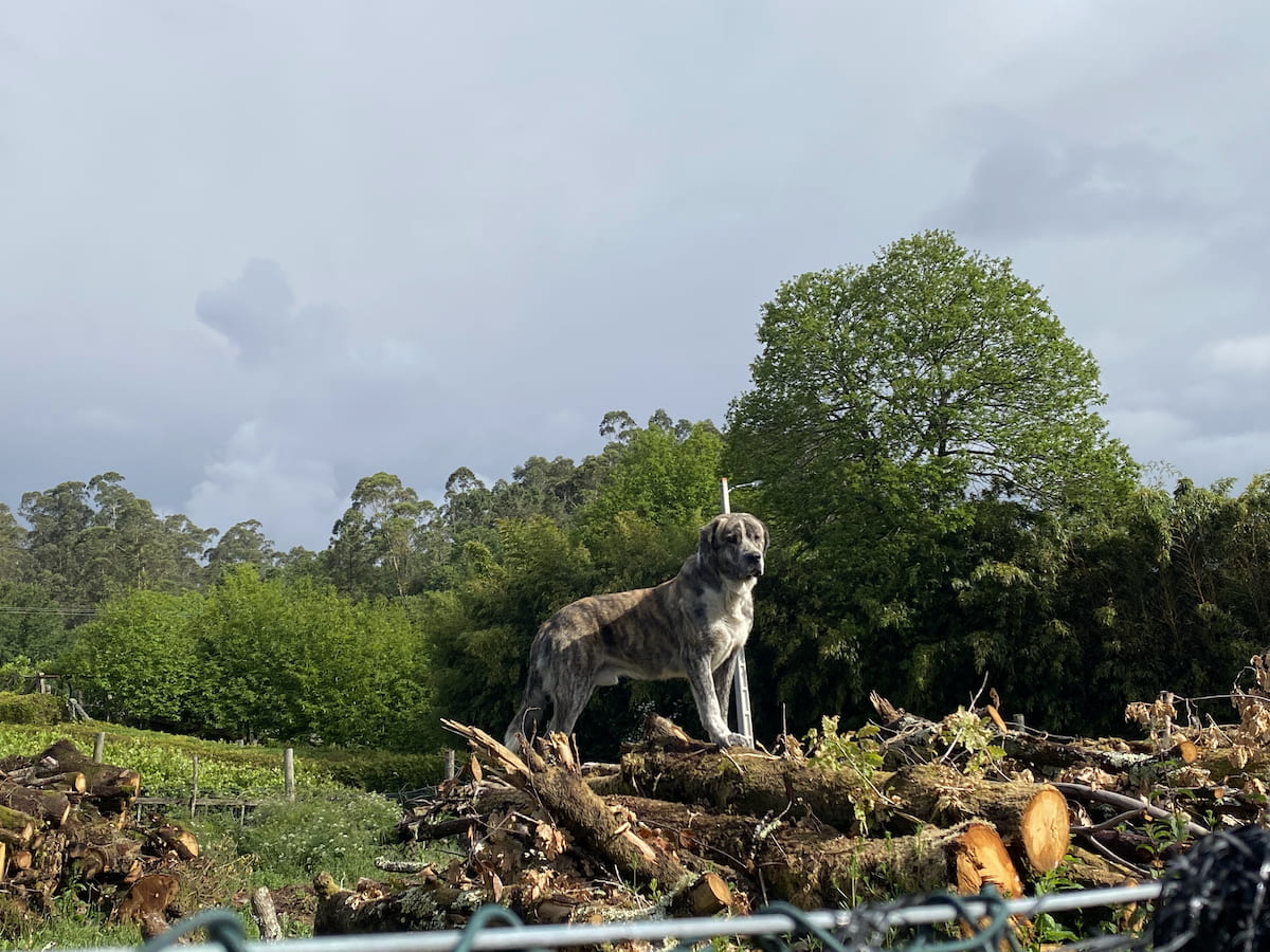 カミーノ　ポルトガルの道10日目