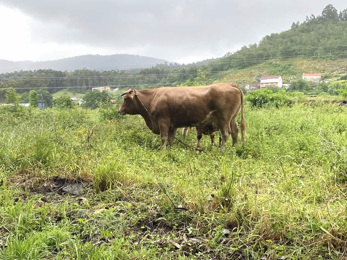 カミーノ　ポルトガルの道10日目