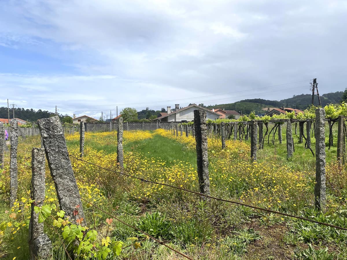 カミーノ　ポルトガルの道10日目