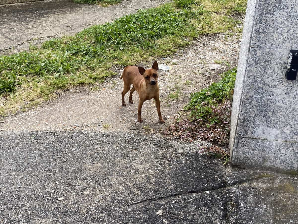 カミーノ　ポルトガルの道10日目