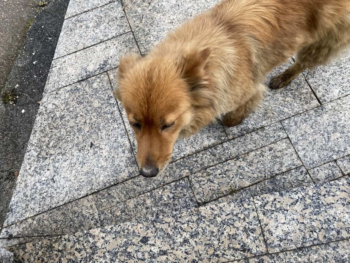 カミーノ　ポルトガルの道10日目