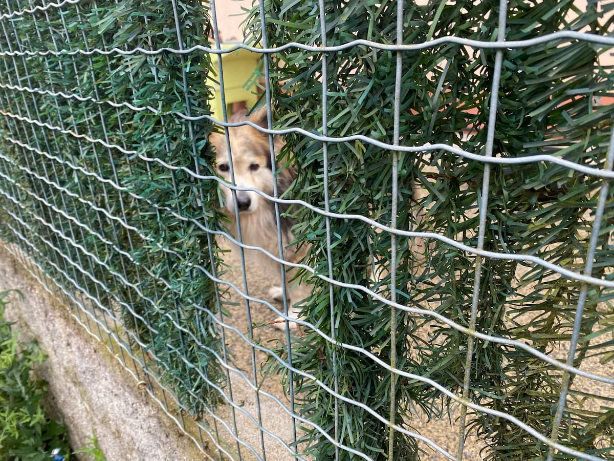 カミーノ　ポルトガルの道11日目