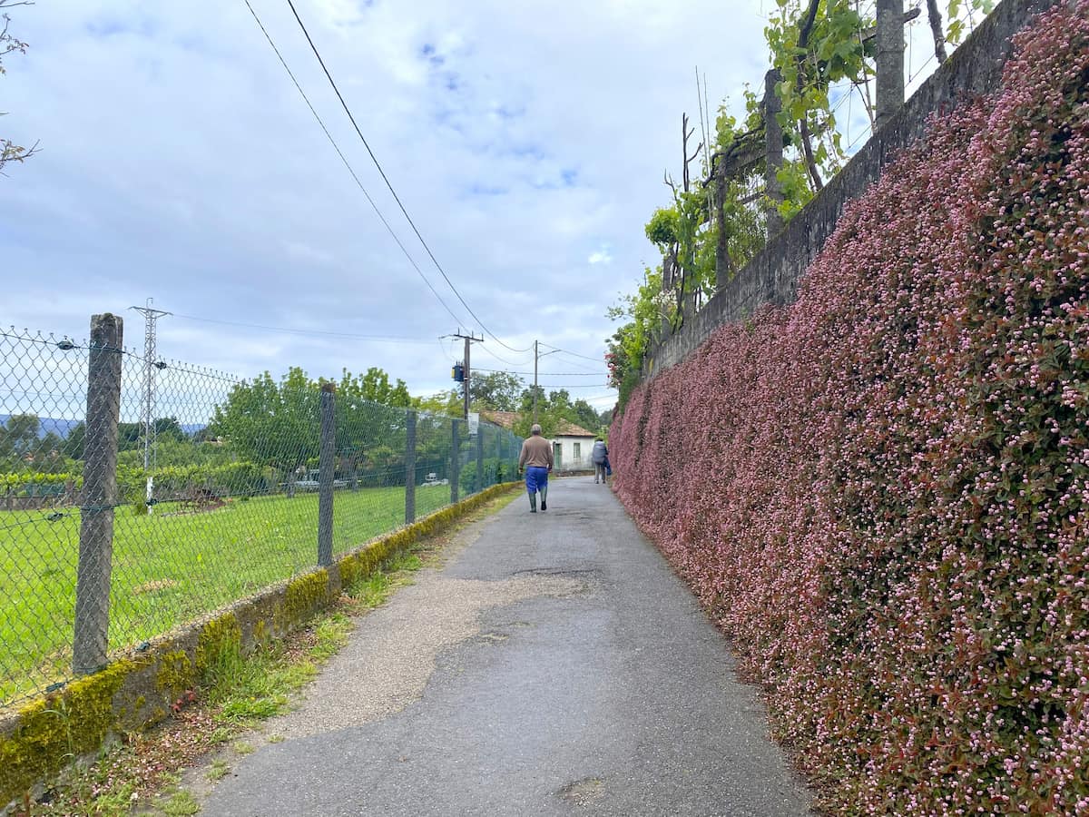カミーノ　ポルトガルの道11日目