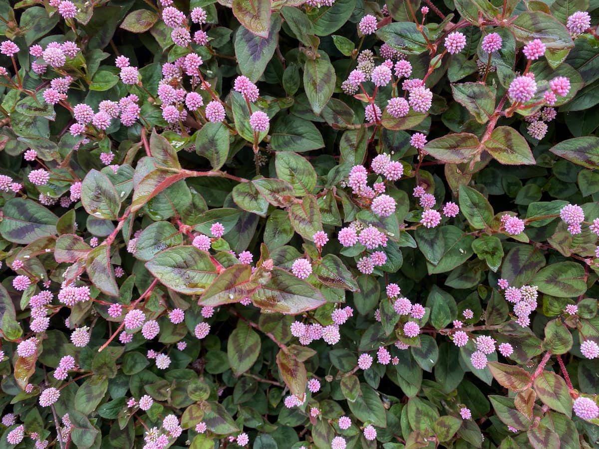 カミーノ　ポルトガルの道11日目