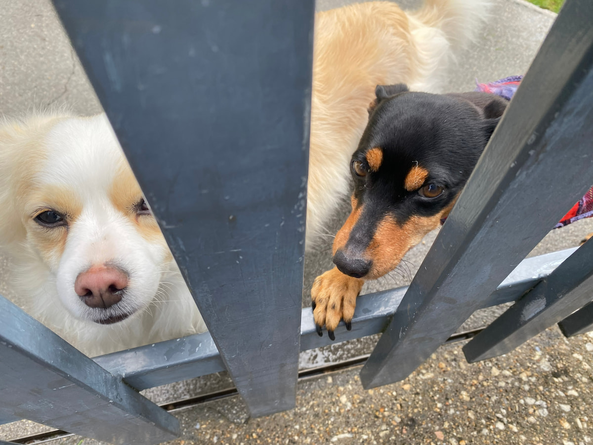 カミーノ　ポルトガルの道11日目