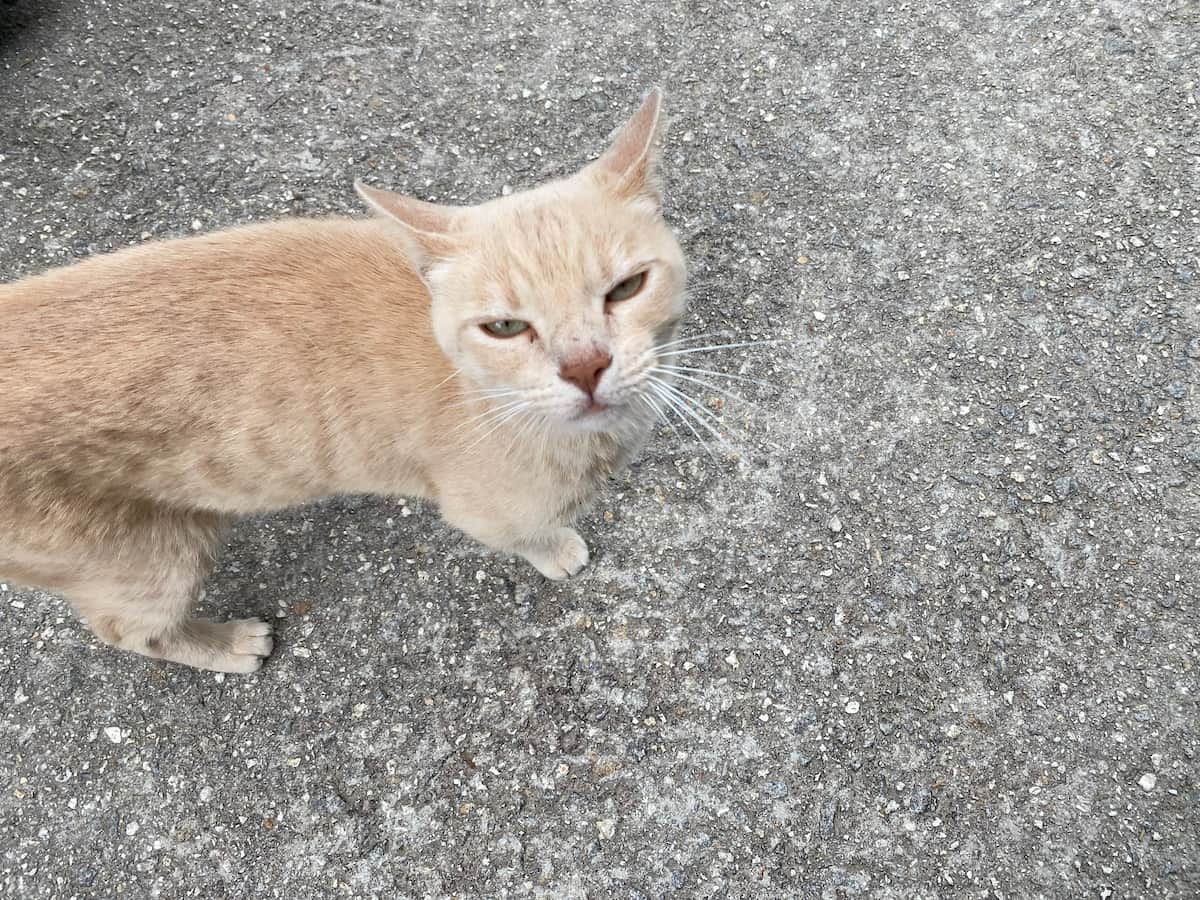 カミーノ　ポルトガルの道11日目