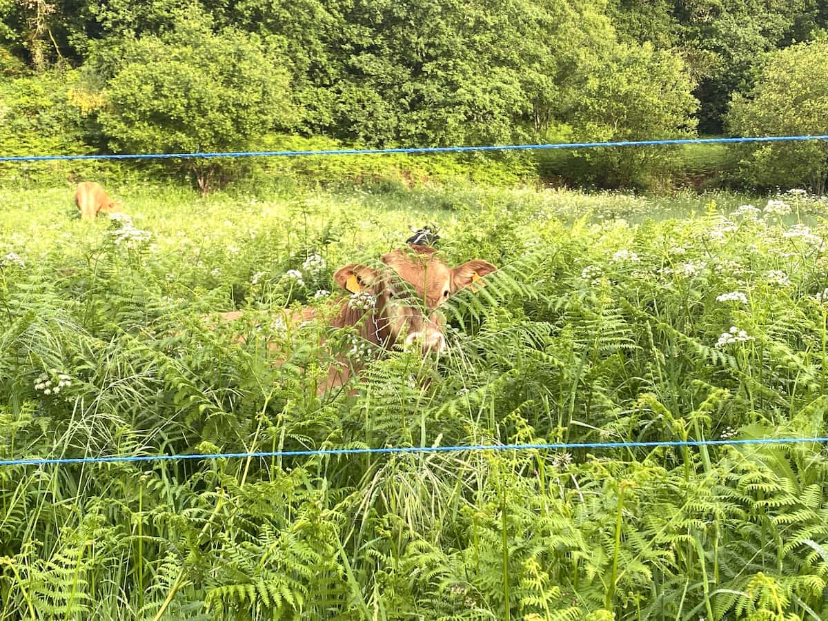 カミーノ　ポルトガルの道11日目