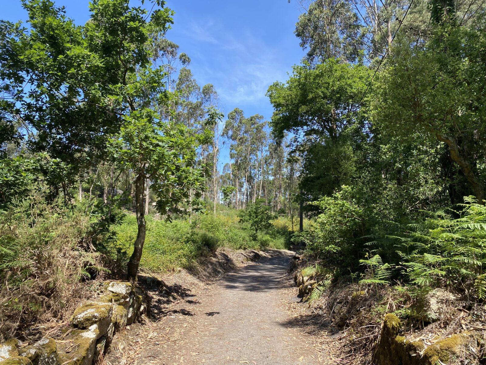 カミーノ ポルトガルの道3日目
