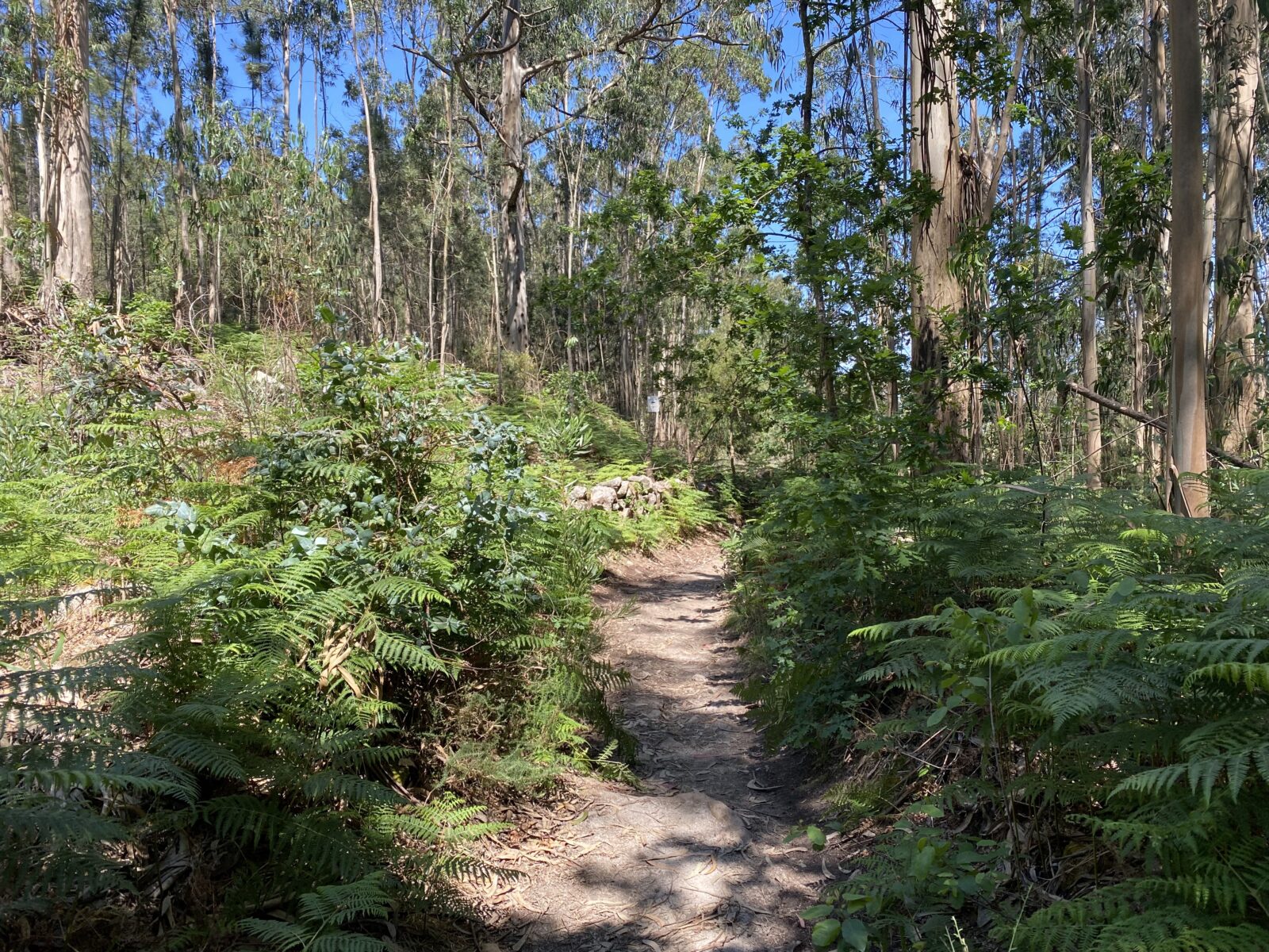 カミーノ ポルトガルの道3日目