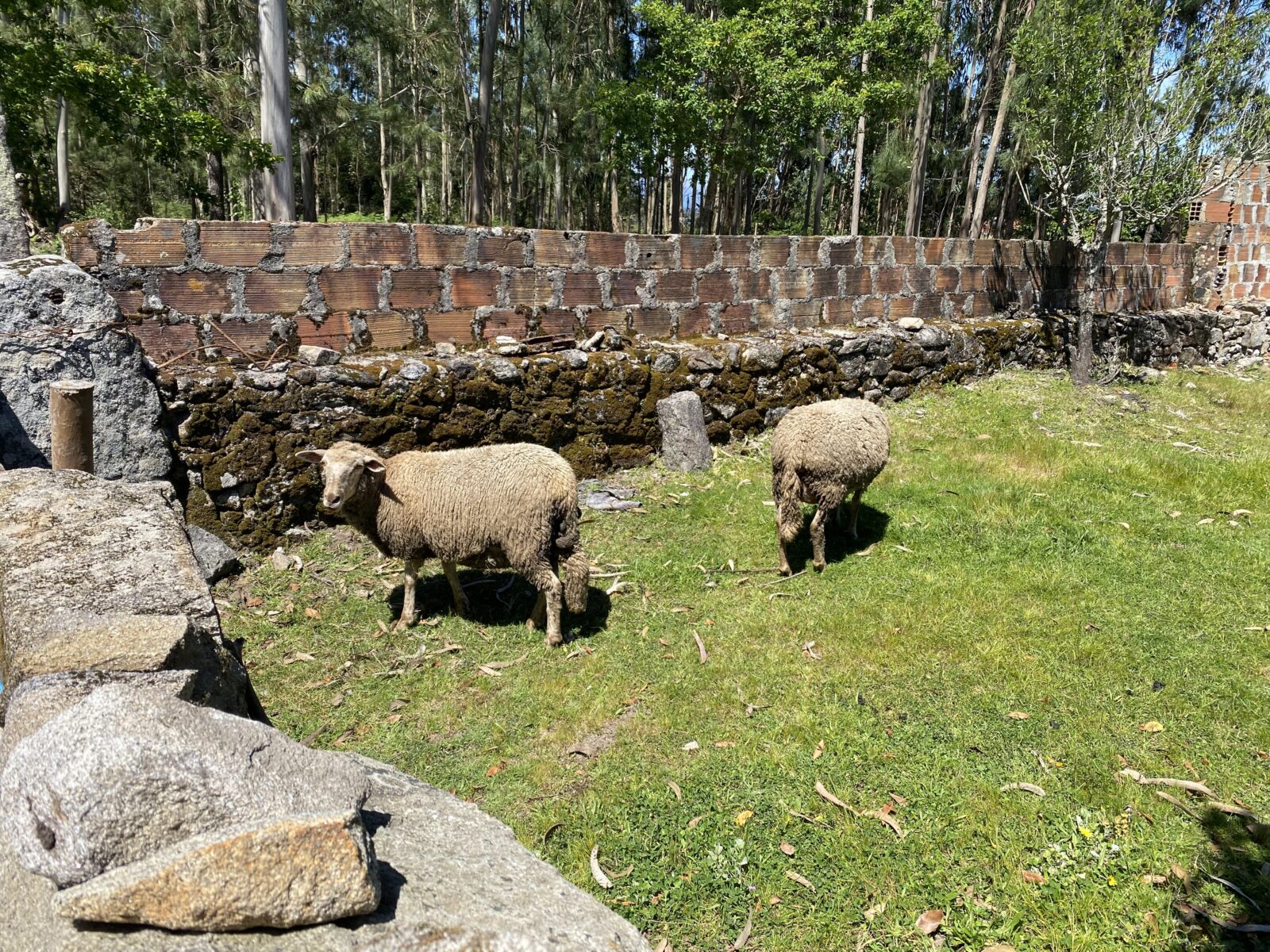 カミーノ ポルトガルの道3日目