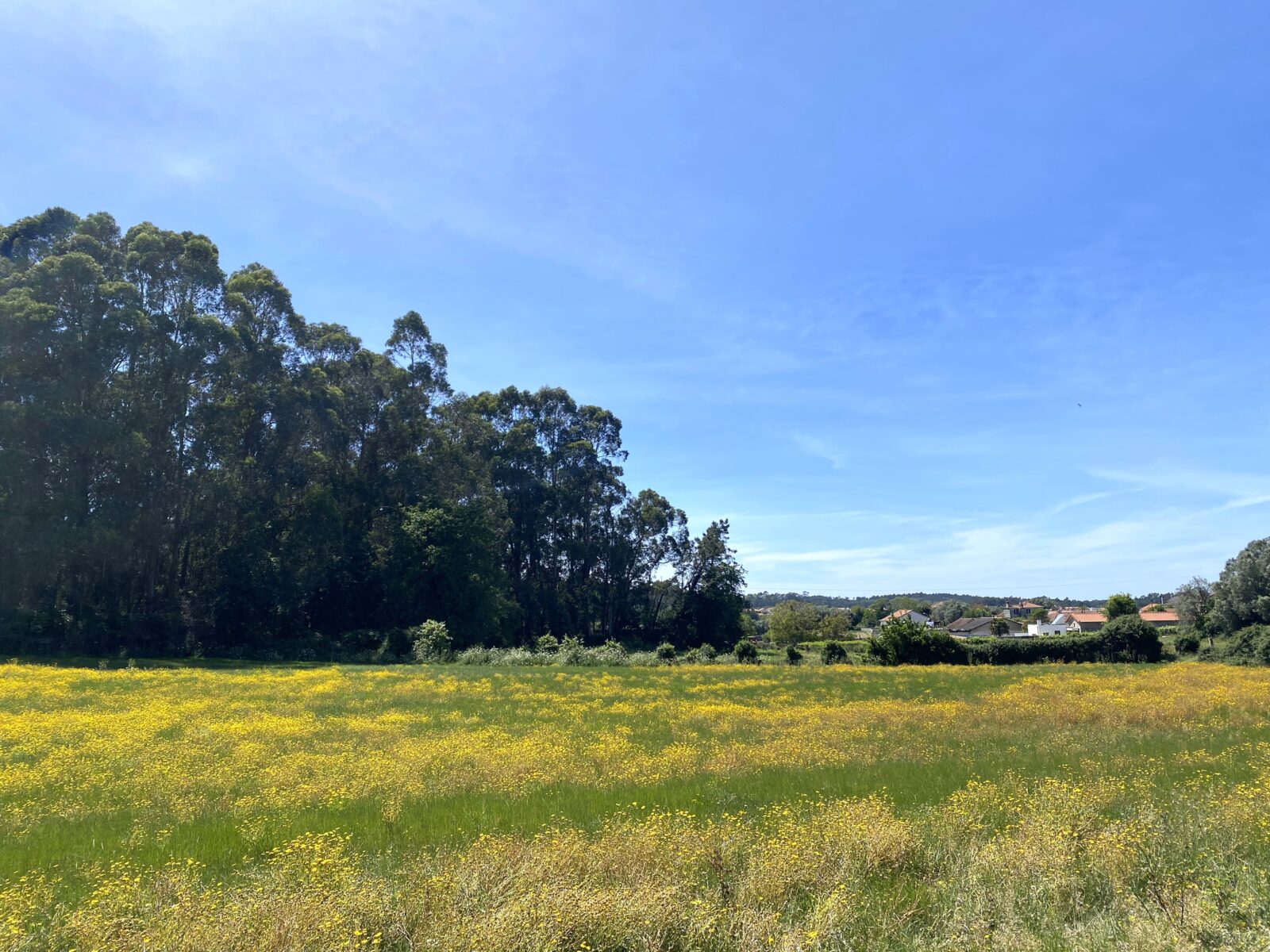 カミーノ ポルトガルの道3日目