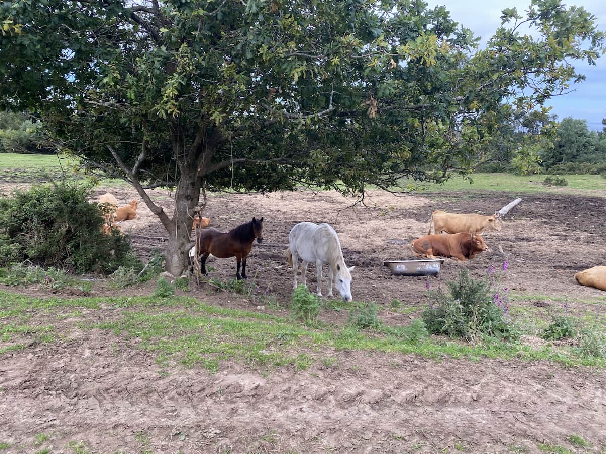 カミーノ ポルトガルの道4日目