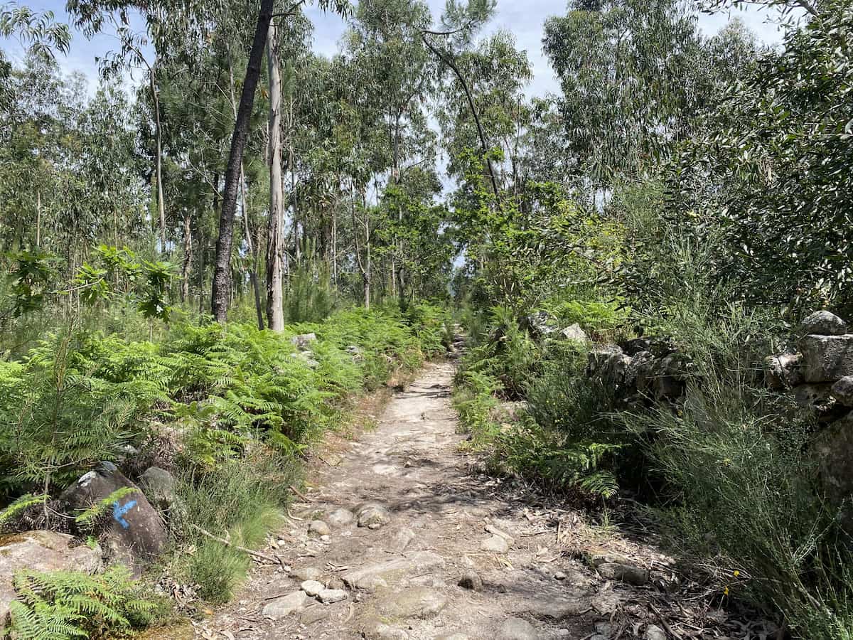 カミーノ ポルトガルの道4日目