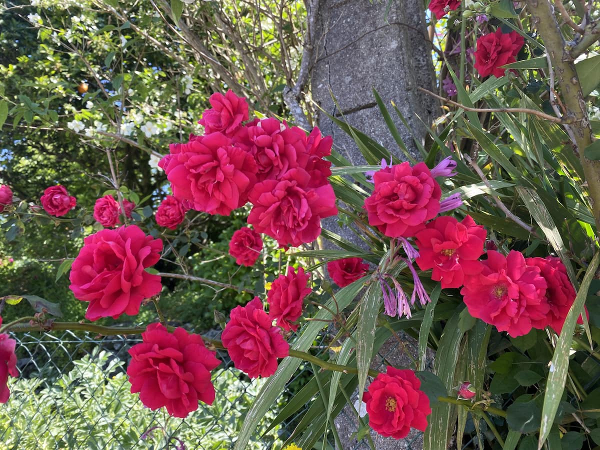 カミーノ　ポルトガルの道5日目