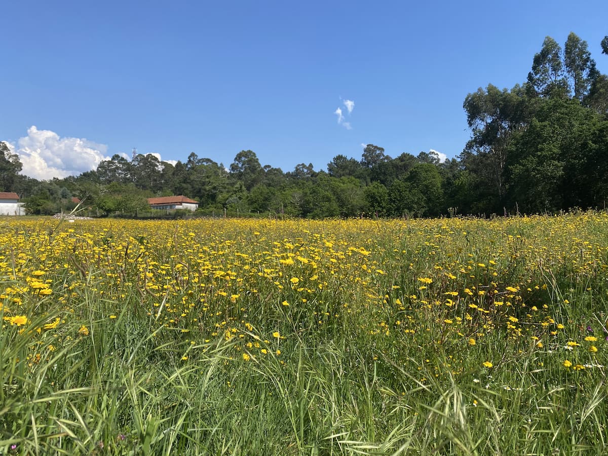 カミーノ　ポルトガルの道5日目