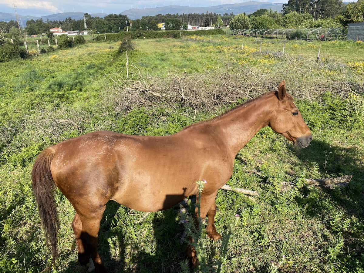 カミーノ　ポルトガルの道5日目