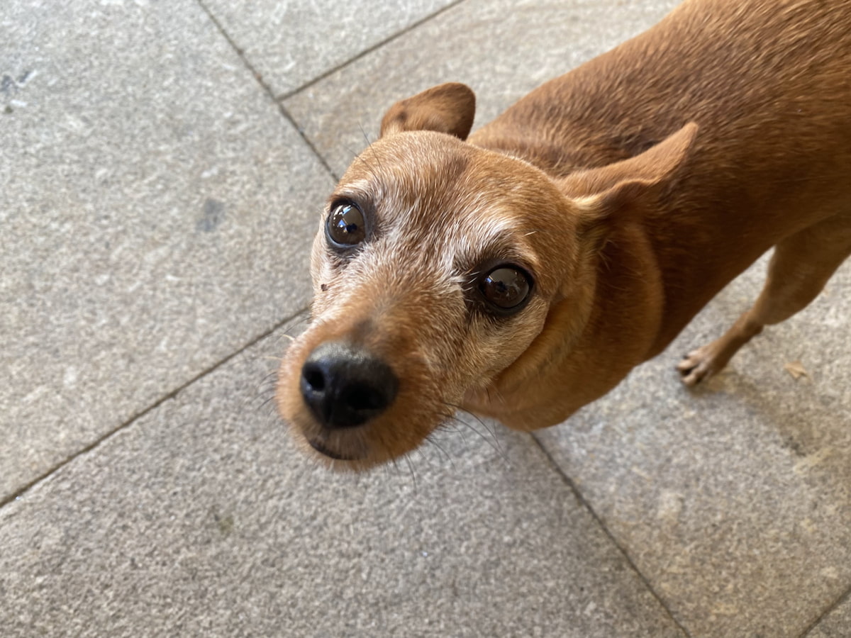 カミーノ ポルトガルの道6日目