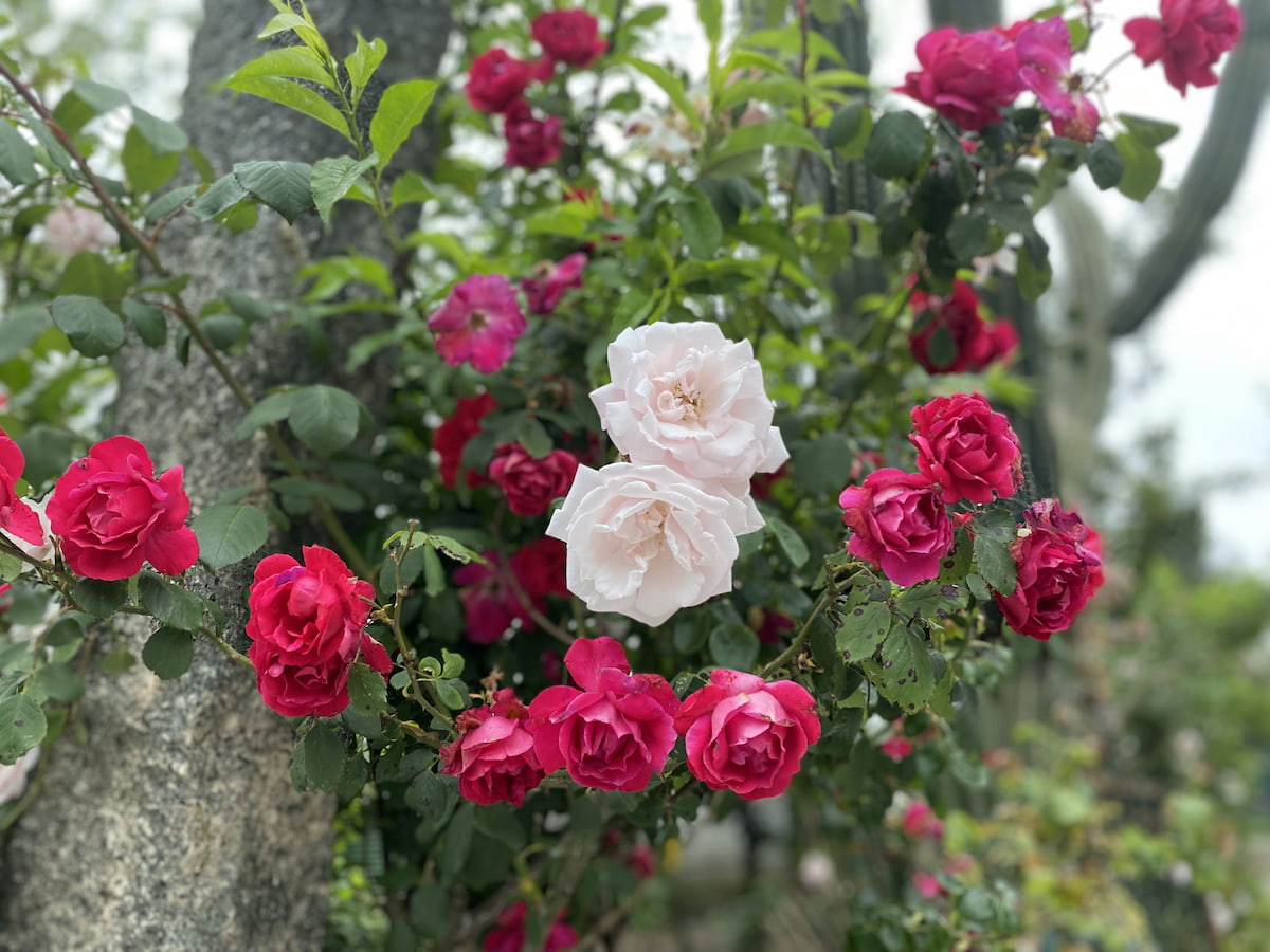 カミーノ　ポルトガルの道8日目
